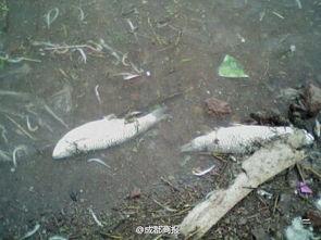 死鱼的照片,揭开水域生态危机的冰山一角